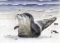 Preview: Postcard DIN-A6 Watercolor Maritime Art Print Seal Denmark North Sea Baltic Sea